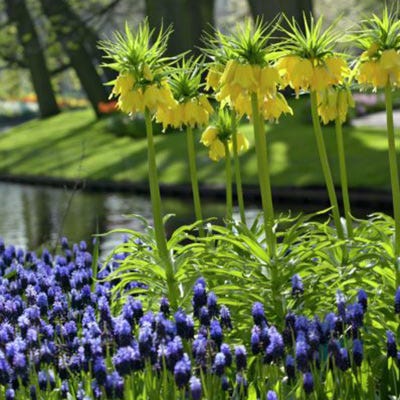 Yellow Crown Imperial - Image 4