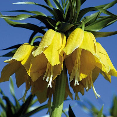 Yellow Crown Imperial - Image 5