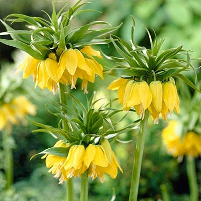 Yellow Crown Imperial - Image 6