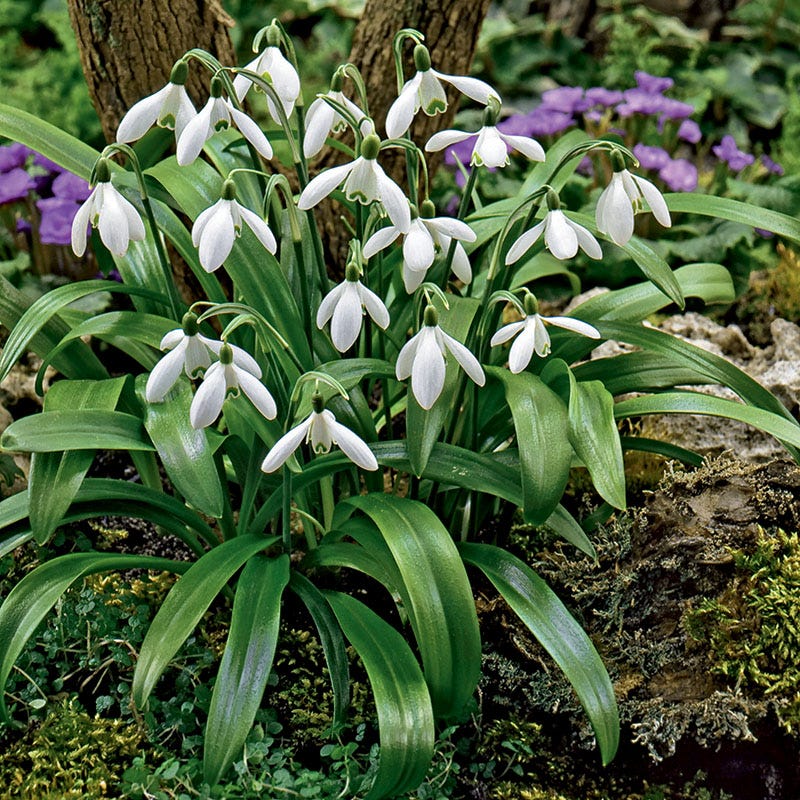 Snowdrops - Image 2