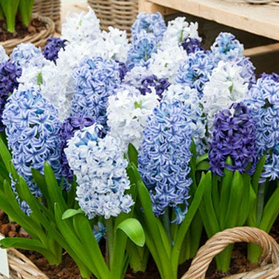 Hyacinth Delft Blue Mix - Image 3