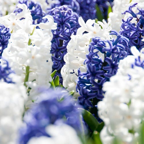 Hyacinth Delft Blue Mix - Image 4
