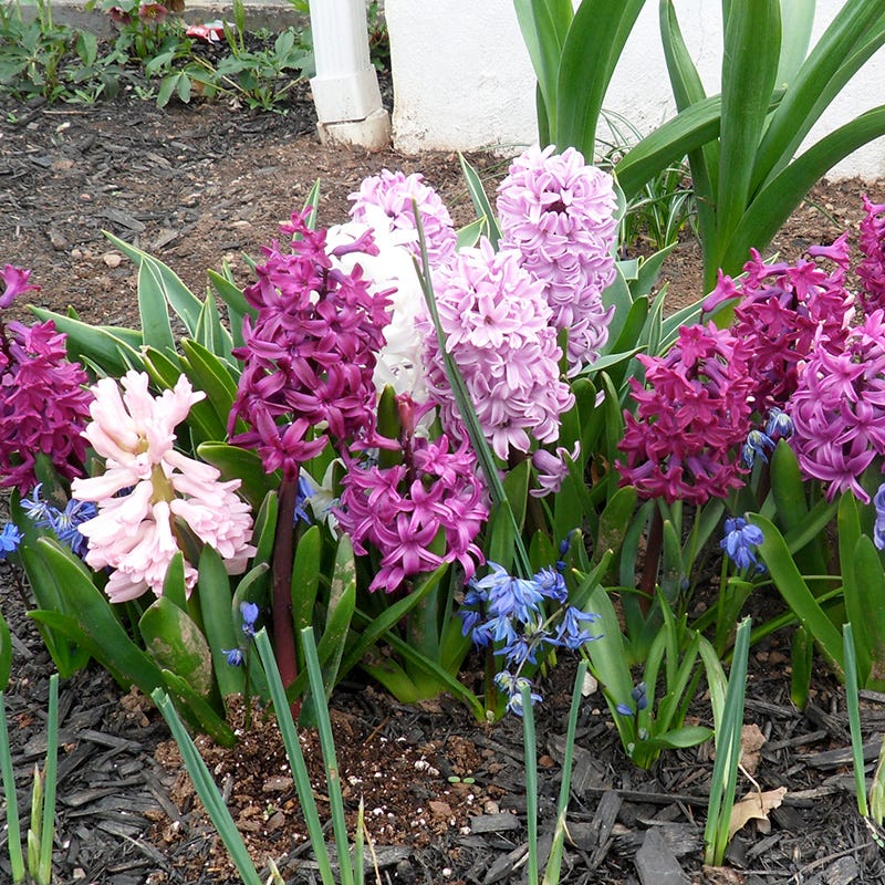 Valentine Hyacinth Mix - Image 4