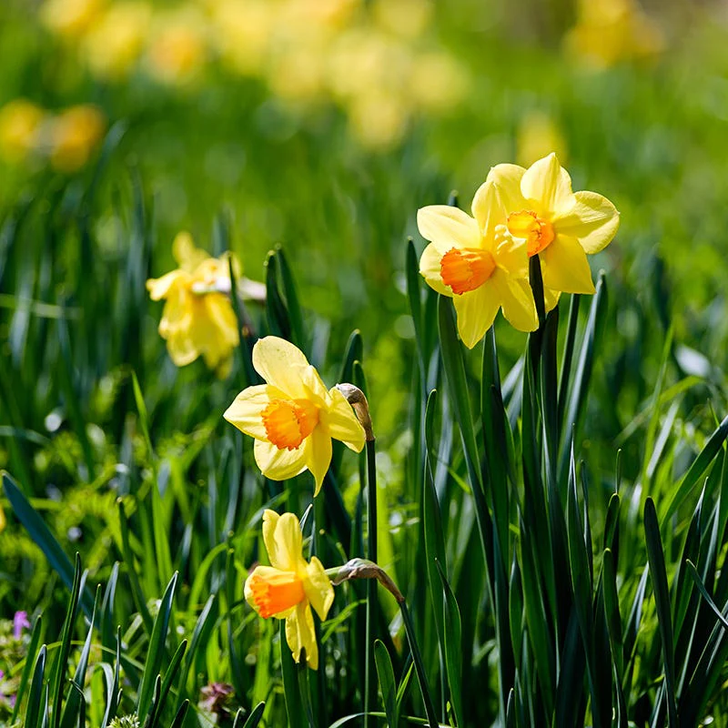 Fortissimo Large Cupped Daffodil - Image 2