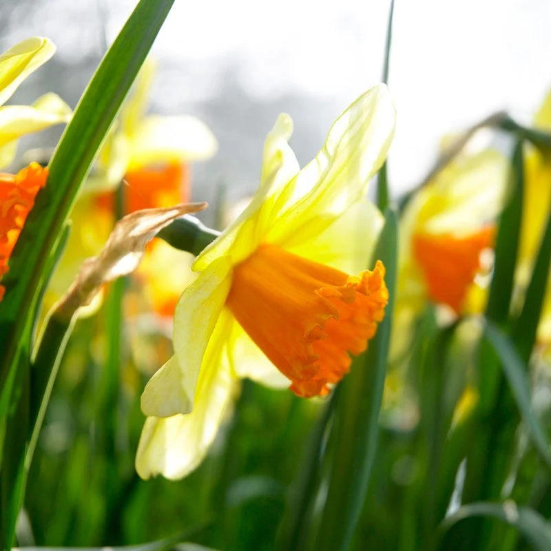 Fortissimo Large Cupped Daffodil - Image 3