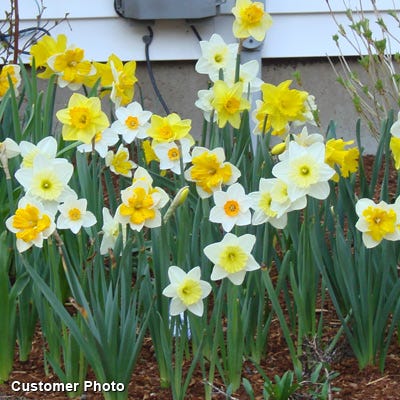 Large Cupped Daffodil Mix - Image 3