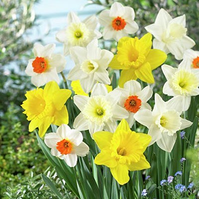 Large Cupped Daffodil Mix - Image 4