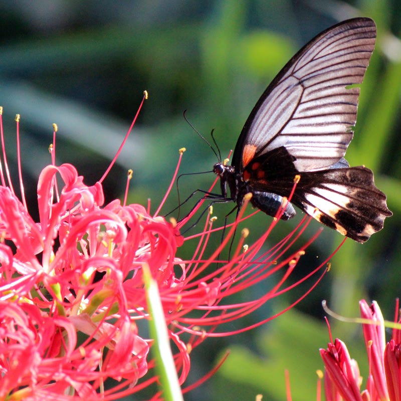 Red Spider Lily - Image 3