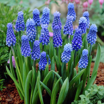 Dark Eyes Grape Hyacinth - Image 2