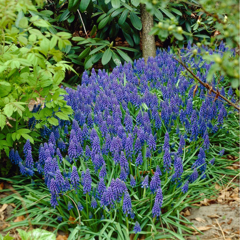 Grape Hyacinth - Image 2