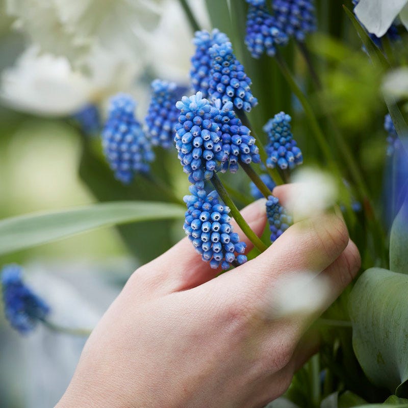 Grape Hyacinth - Image 3