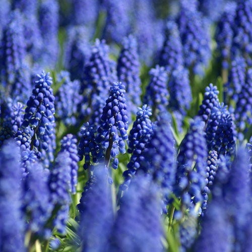 Grape Hyacinth - Image 4
