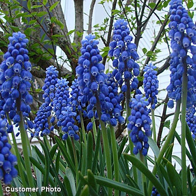 Grape Hyacinth - Image 5