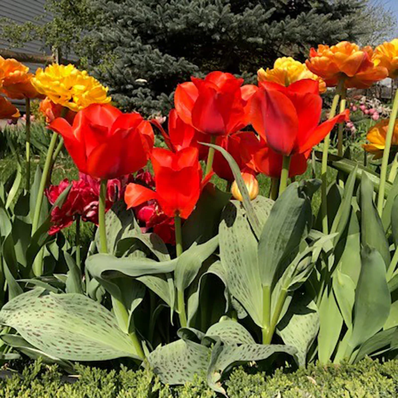 Casa Grande Rock Garden Tulip - Image 3