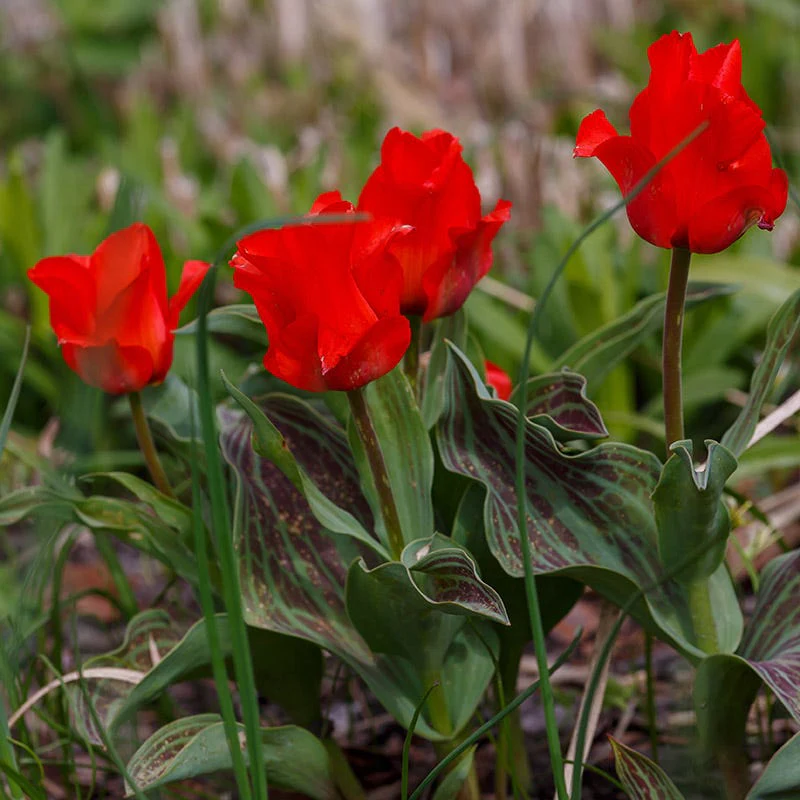 Red Riding Hood Rock Garden Tulip - Image 3
