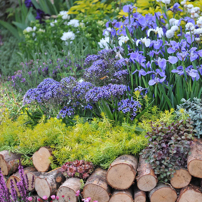 Portuguese Squill - Image 3