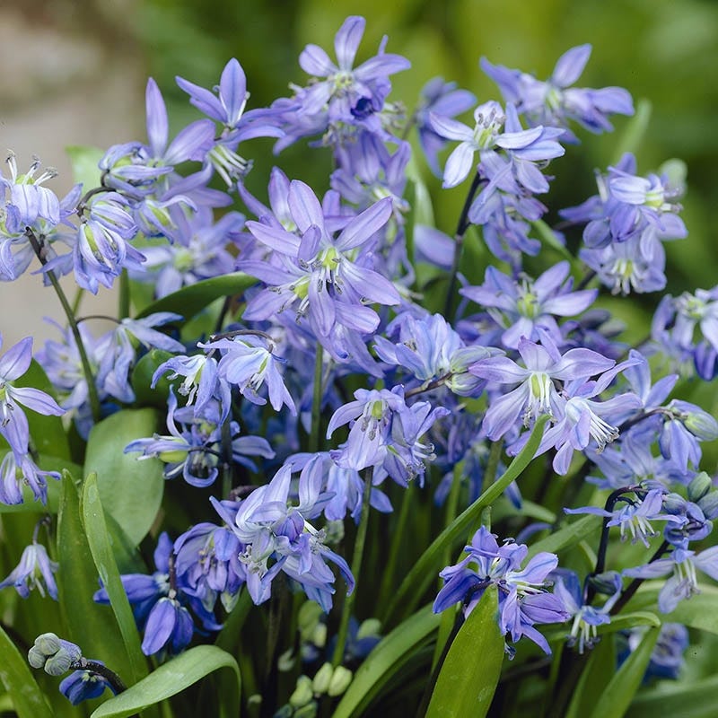 Siberian Squill - Image 2