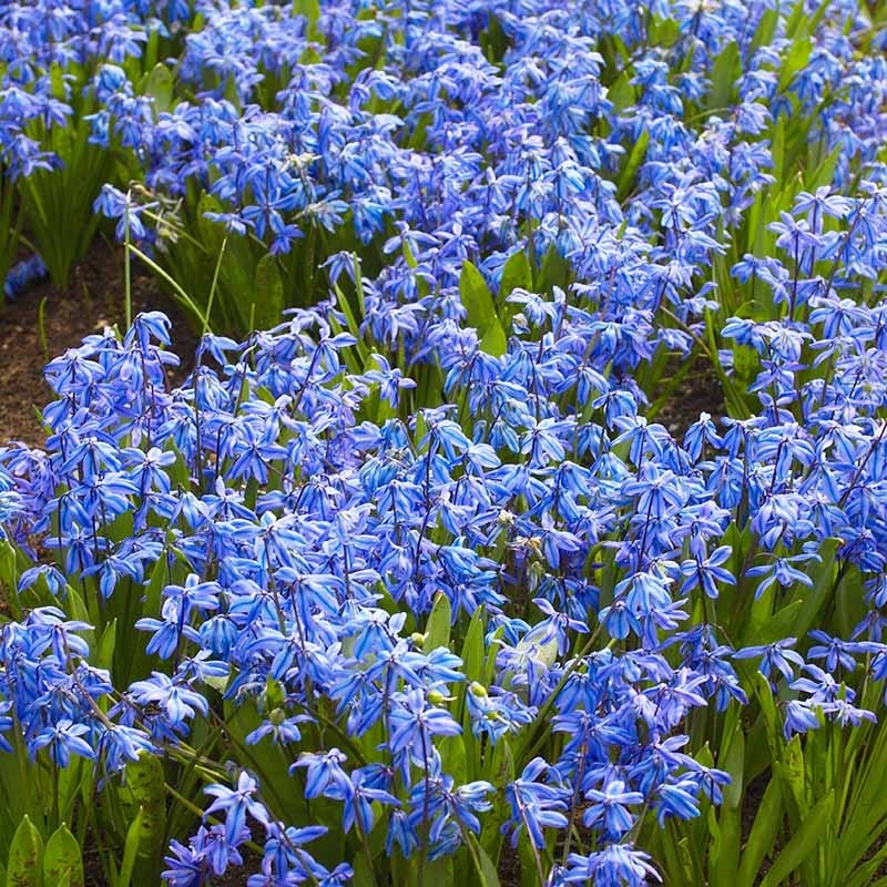Siberian Squill - Image 3