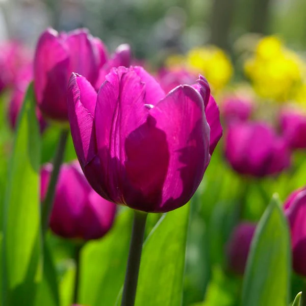 Purple Prince Single Early Tulip - Image 4