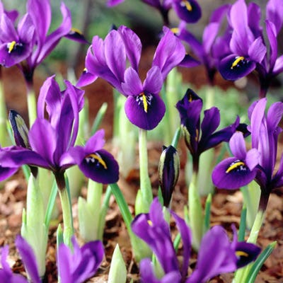 George Specie Iris (Mini Iris) - Image 4