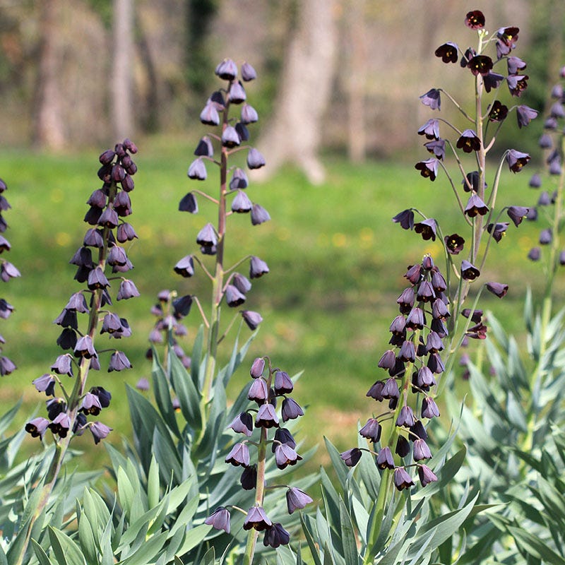 Stranger Than Fiction Flower Bulb Collection - Image 4