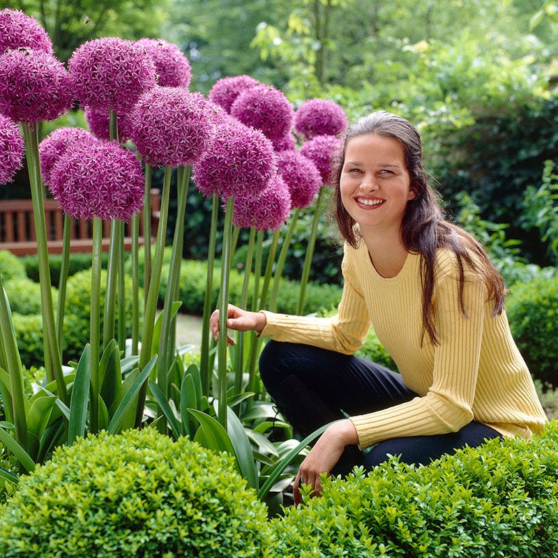 Stranger Than Fiction Flower Bulb Collection - Image 6