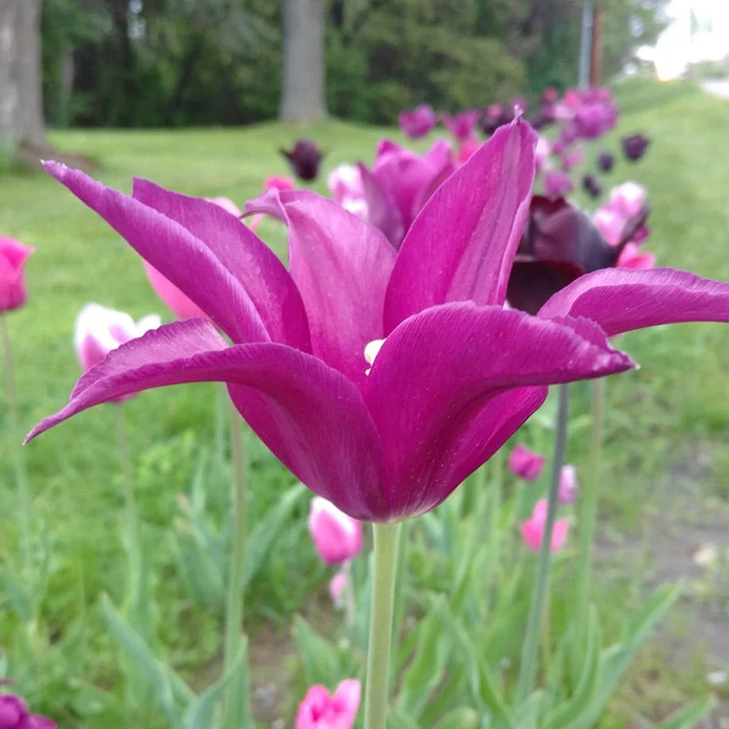 Blue Moon Triumph Tulip Mix - Image 3