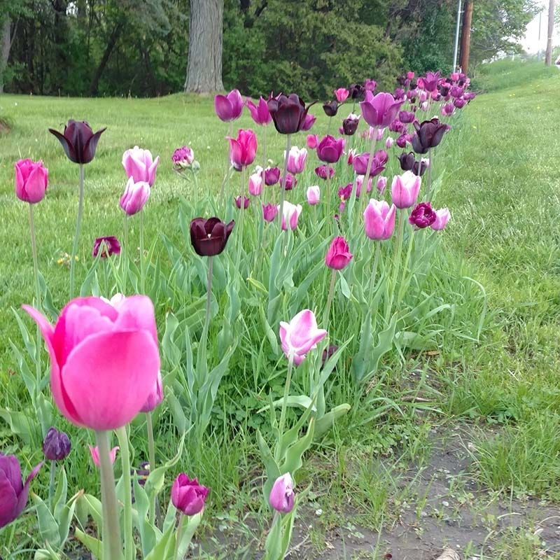 Blue Moon Triumph Tulip Mix - Image 5