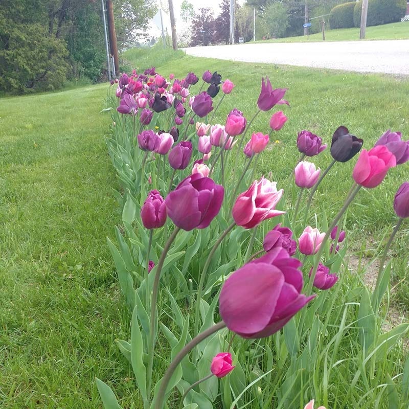 Blue Moon Triumph Tulip Mix - Image 6