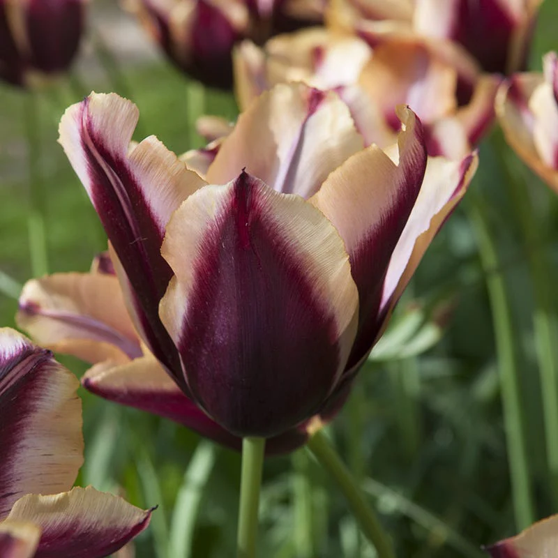 Slawa Triumph Tulip - Image 2