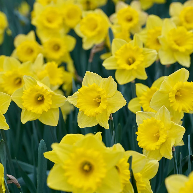 Dutch Master Trumpet Daffodil - Image 3
