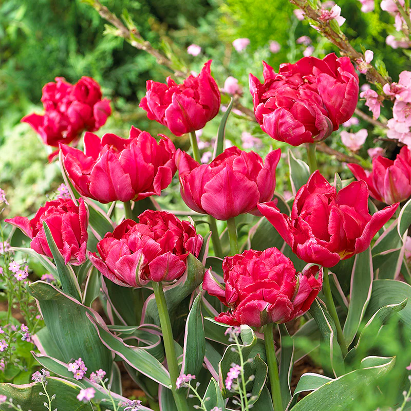 Eternal Flame Double Late Tulip - Image 3