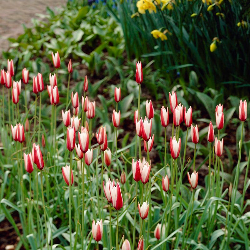 Peppermint Stick Tulip - Image 2