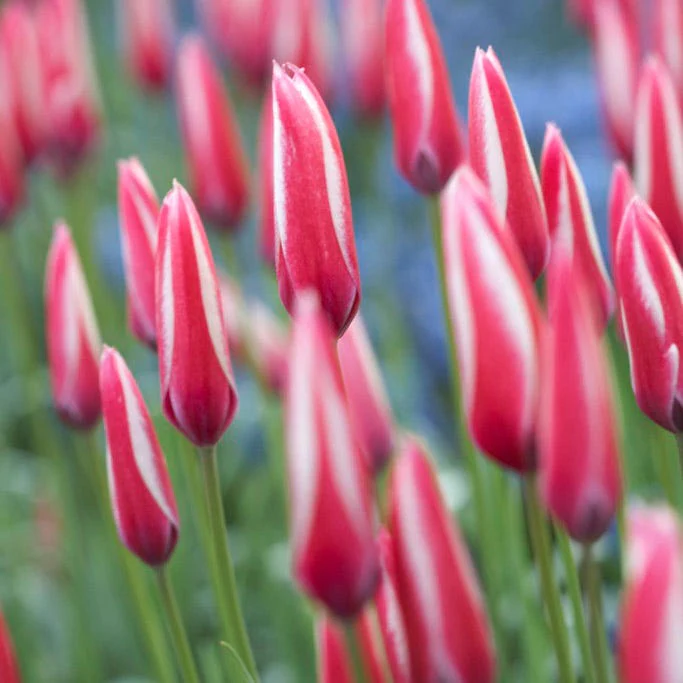 Peppermint Stick Tulip - Image 4