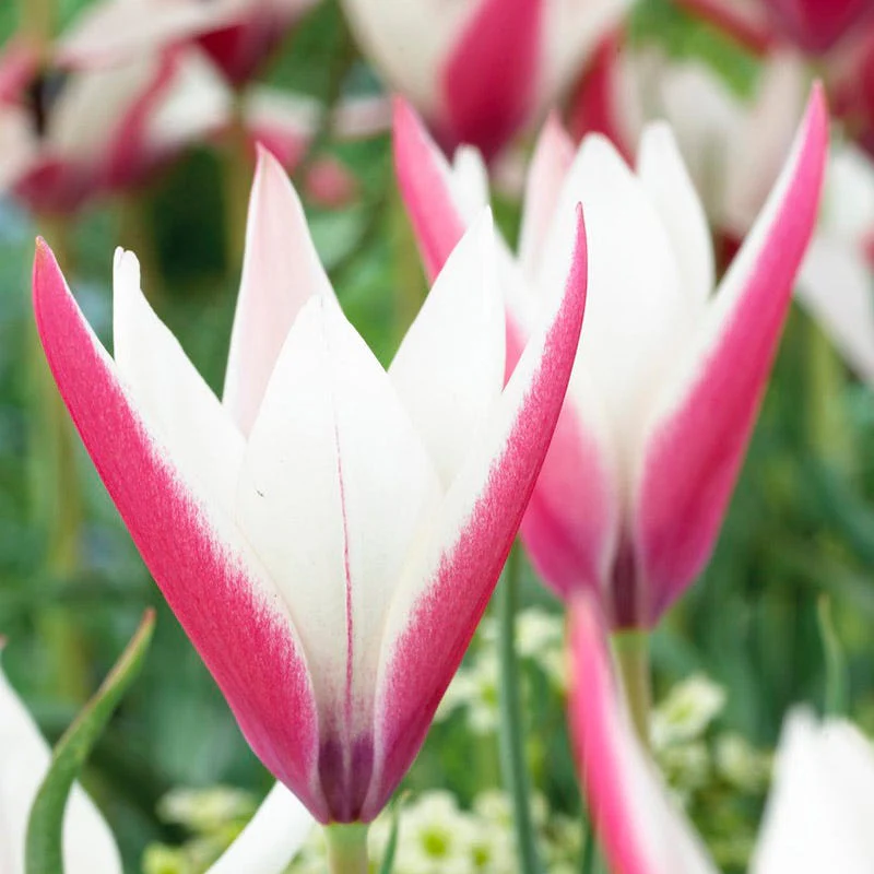 Peppermint Stick Tulip - Image 5