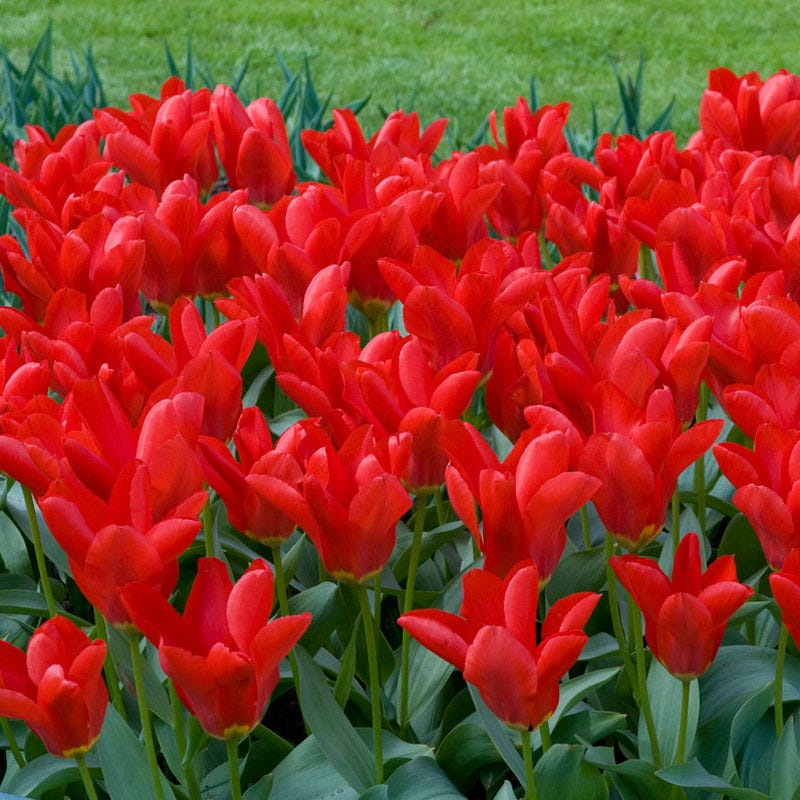 Red Emperor Tulip - Image 4