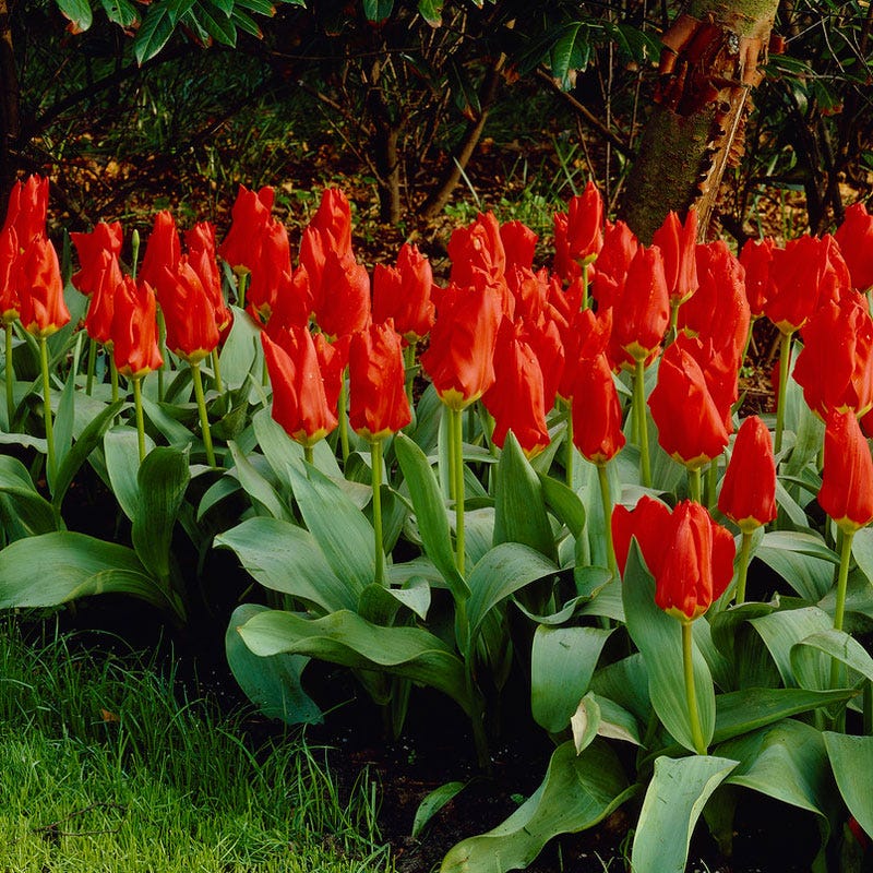 Red Emperor Tulip - Image 5