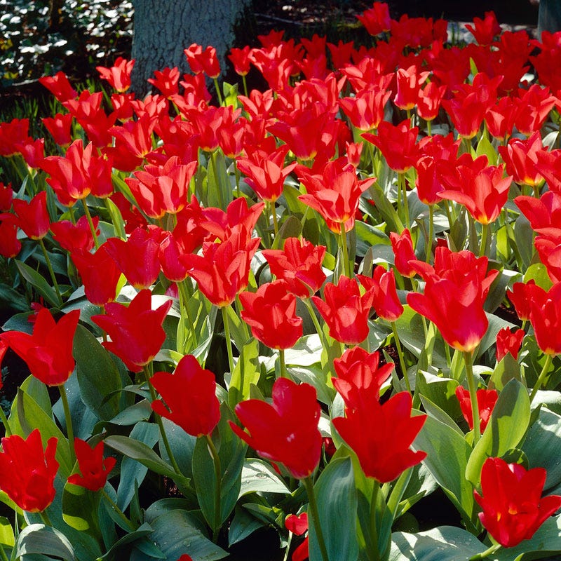 Red Emperor Tulip - Image 6