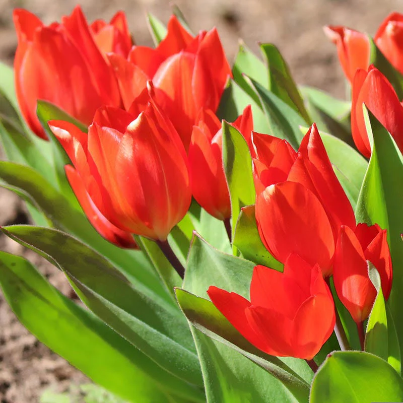 Aztec Cocoa Tulip Bulb Collection - Image 3