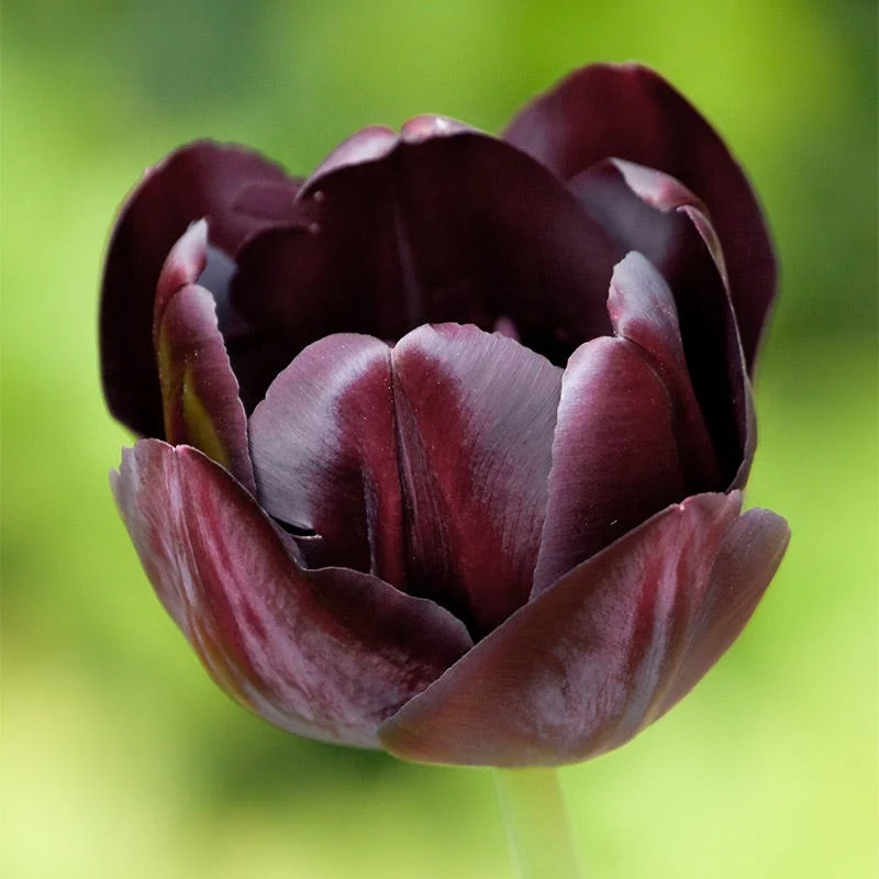 Aztec Cocoa Tulip Bulb Collection - Image 4