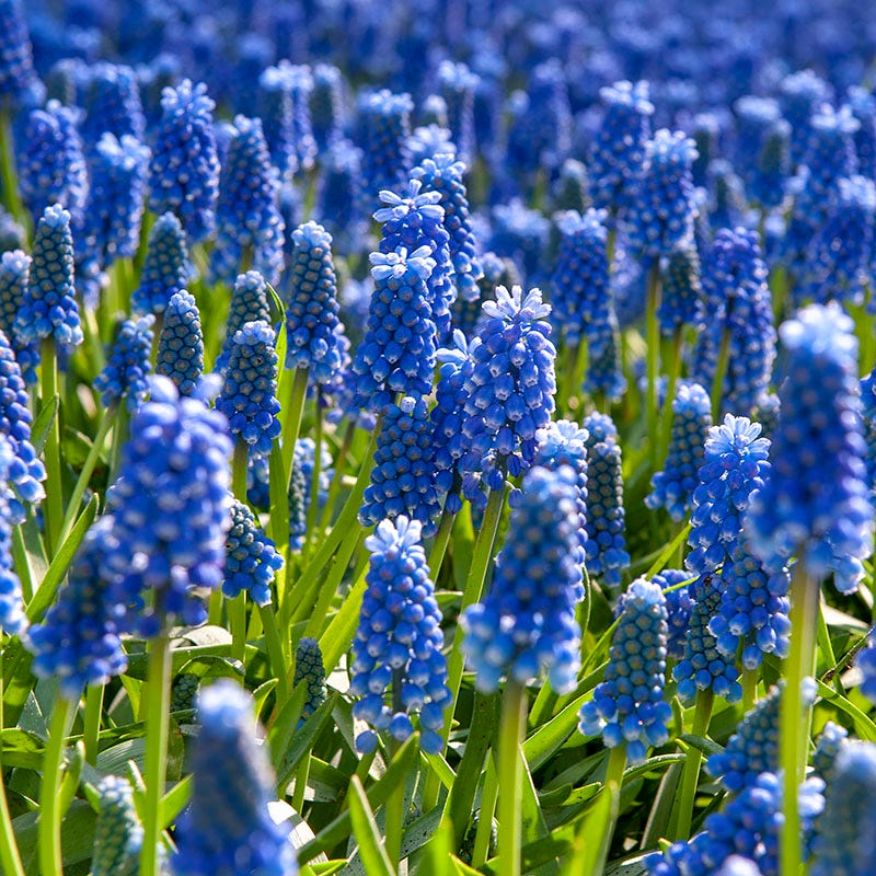 Waterwise Walkway Bulb Collection - Image 4