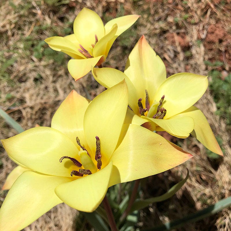 Bronze Charm Wildflower Tulip - Image 4