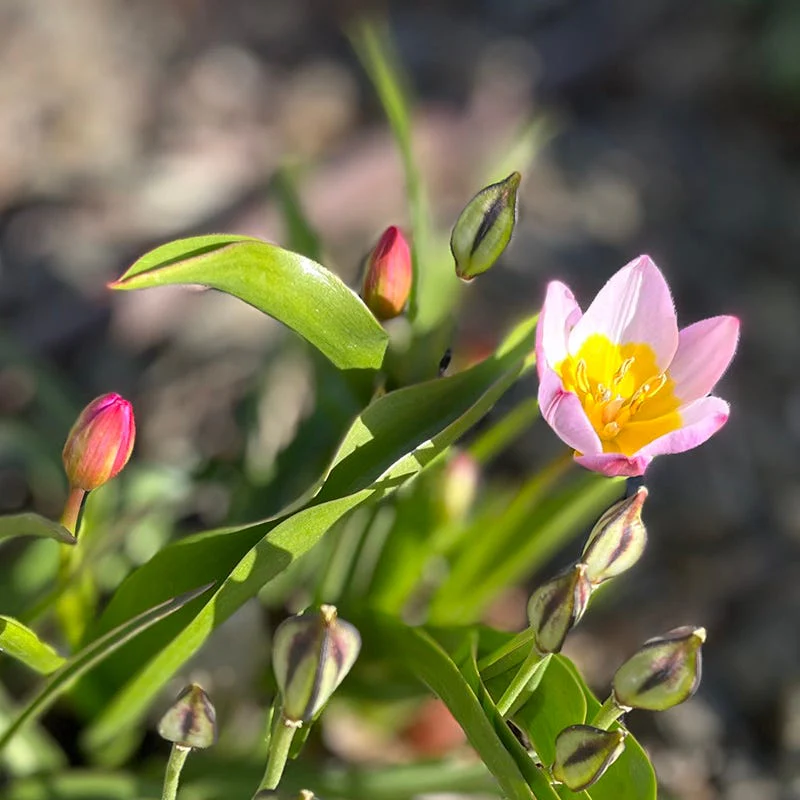 Lilac Wonder Wildflower Tulip - Image 2