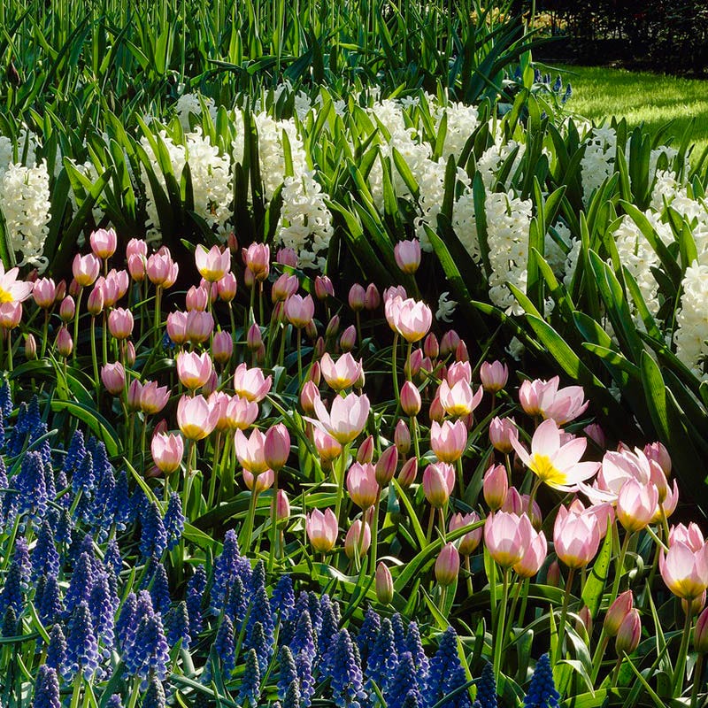 Lilac Wonder Wildflower Tulip - Image 3