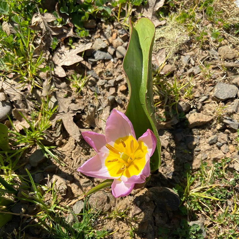 Lilac Wonder Wildflower Tulip - Image 4
