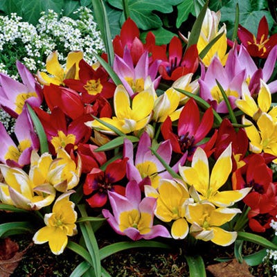 Wildflower Tulip Mix - Image 4