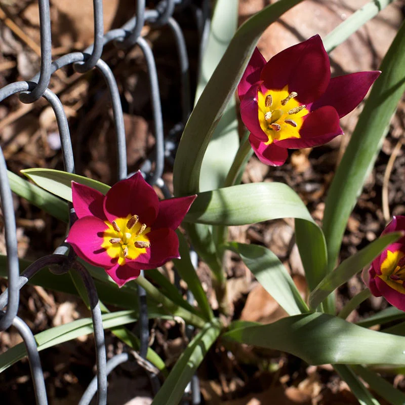 Persian Pearl Wildflower Tulip - Image 3