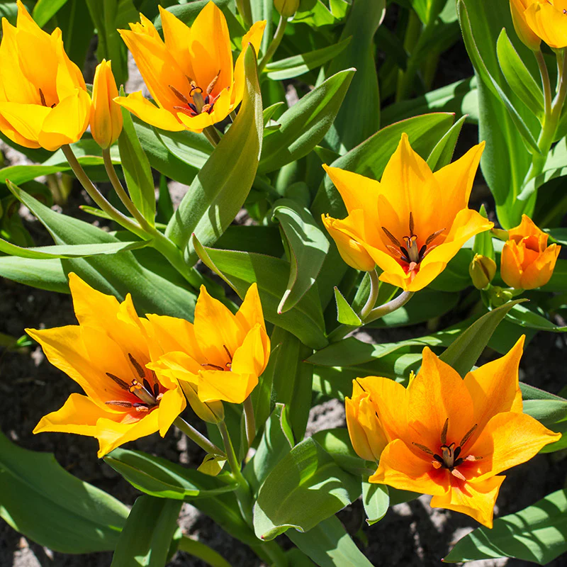 Shogun Wildflower Tulip - Image 3