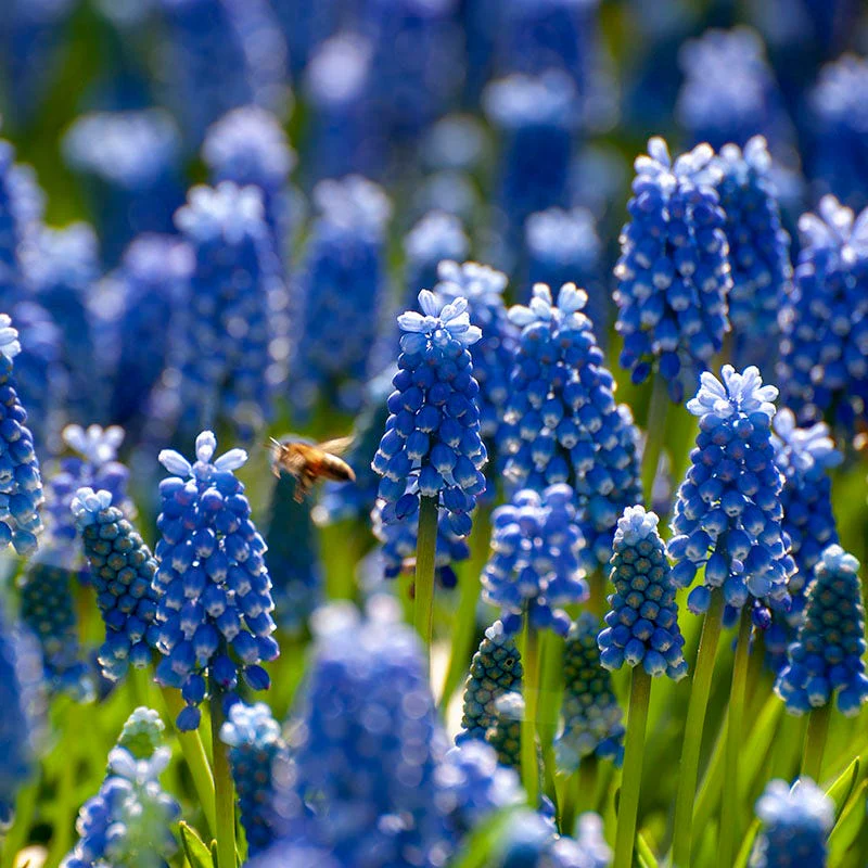 Years Of Blooms Bulb Collection - Image 6