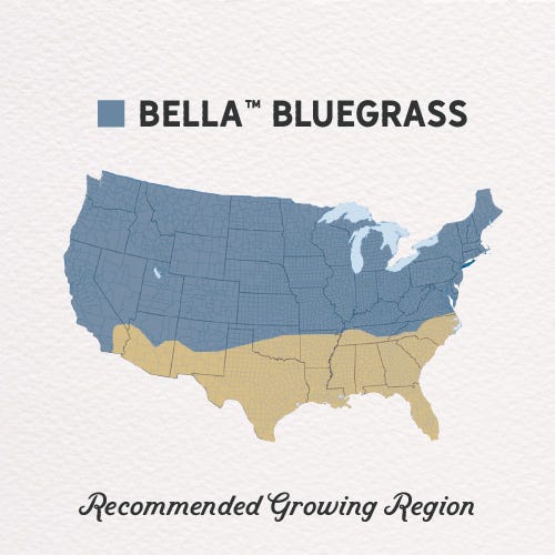 Bella™ Bluegrass Grass Plugs - Image 3